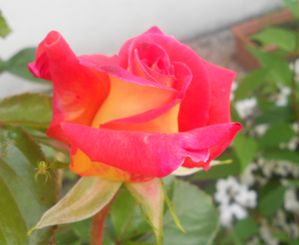 roses-004.JPG