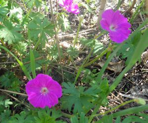 fleurs-printemps-geranium-vivace024.jpg