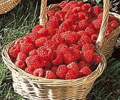 framboises