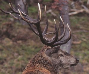 tete-de-cerf.jpg