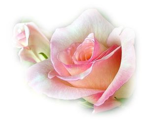 rose.jpg