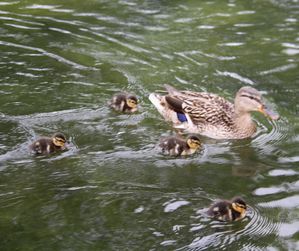 01-Enten-03-Hofgartenteich-2.jpg