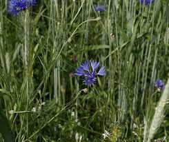 bleuetedes chemeps tres petite