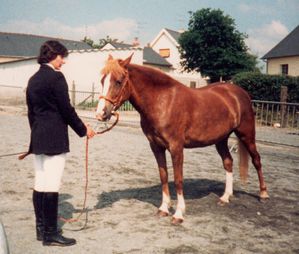 Présentation d'un poney en main Poney Français de selle PFS. Copyright Techniques d'élevage