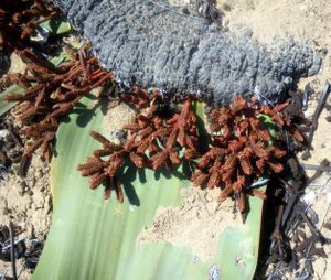 welwitschia mâle strobile