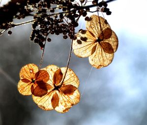 En-pleine-lumiere--jpg