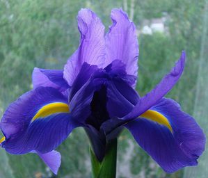 iris-flower-11