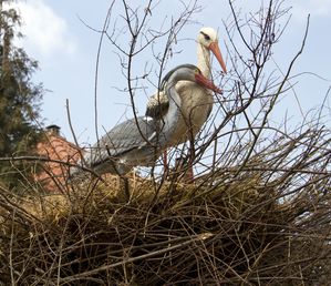 storchennest weber 00