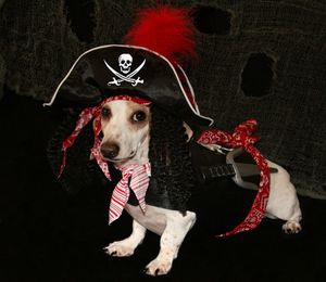 pirate_Dog_Halloween.jpg