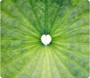 coeur-de-feuille.jpg