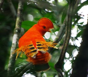 Coq de roche de Guyane 4