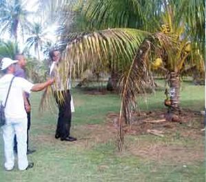 sambava2.jpg