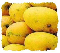 mangue-indienne-copie-1.jpg