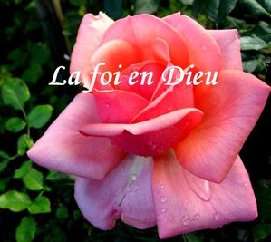rose-foi.jpg