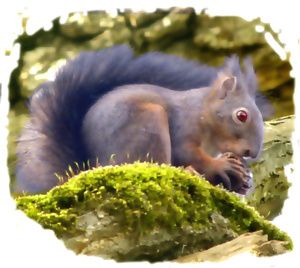ecureuilbleu