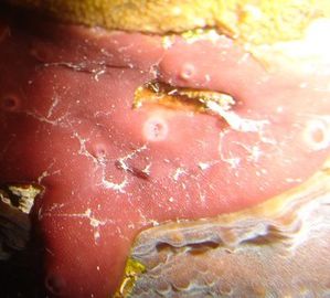 DSC00690