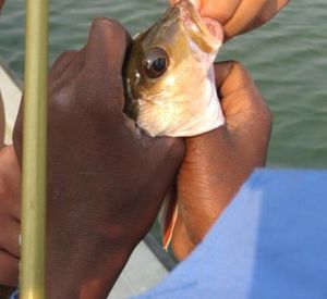 pesca 5