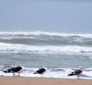 Plage22sept-029.JPG