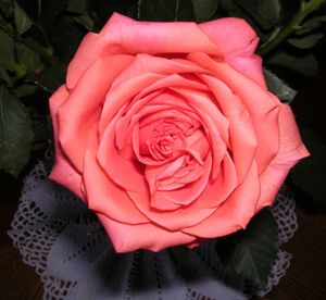 rose.jpg