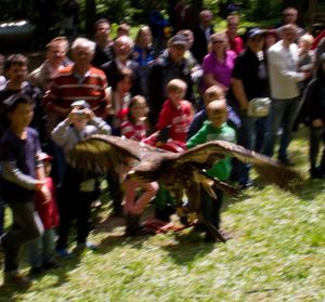FruehlingsfestGreifvogelschau 02 Steppenadler 05 a