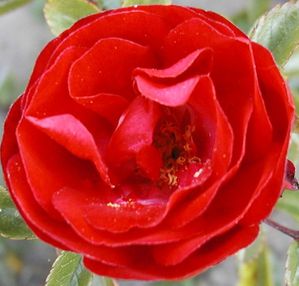 rose-fete-des-meres42.jpg