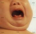 bébé