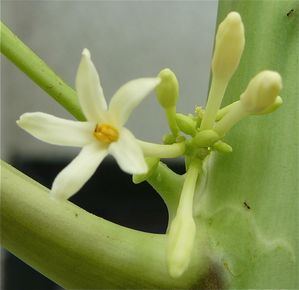 congo-papayer-male-fleur