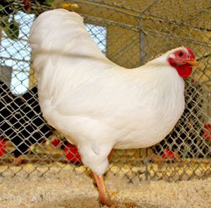 VPr1 Zwergwyandotte weiß Harald Gimperlein