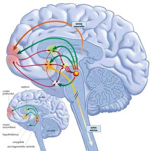 cerveau