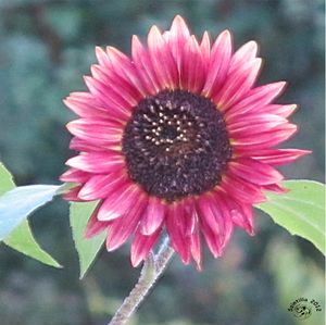 Red-Sunflower-Kopie-1.jpg