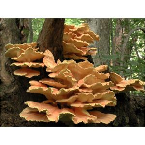 laetiporus.jpg