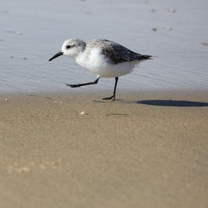 grande-plage-toussaint-oiseaux-038.JPG