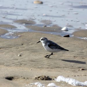 grande-plage-toussaint-oiseaux-125.JPG