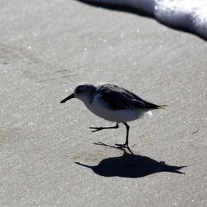 plage-oiseaux-30-oct-016.JPG