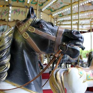 manege-chateau-oleron-023.JPG