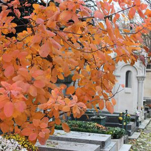 cimetiere-montmartre-072.JPG