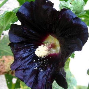 rose tremiere bleu noir