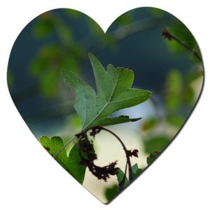 coeur-nature.jpg