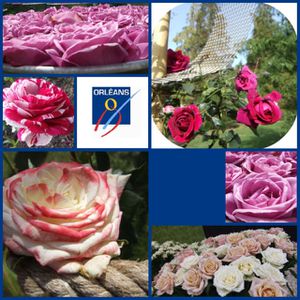 roses-mosaique