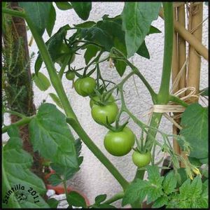 Tomatenrispe.jpg