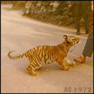 Tiger-1972.jpg