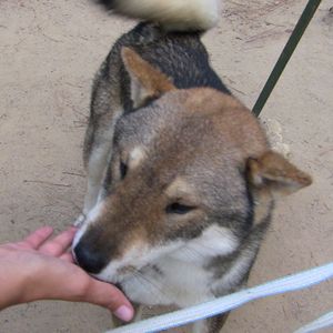 SHIKOKU-KEN 0624