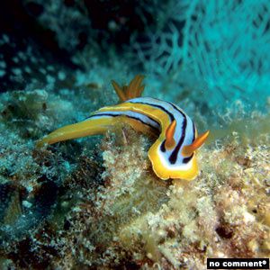 1 nudibranche