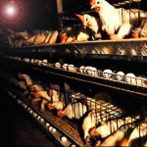 poules batterie