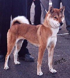shikoku-roux