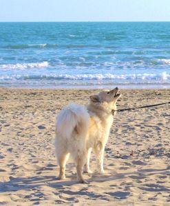 chien-finnois-de-laponie-plage