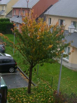 http://img.over-blog.com/300x400/0/60/85/18/VDB/DSC06537.JPG