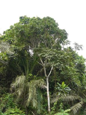 bouenza-fabacées-Pentaclethra-macrophylla