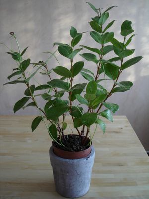DSC00645.JPG
