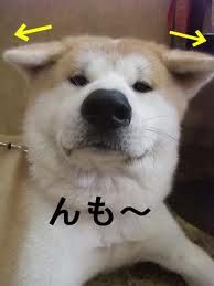 akita-inu-sourire.jpg